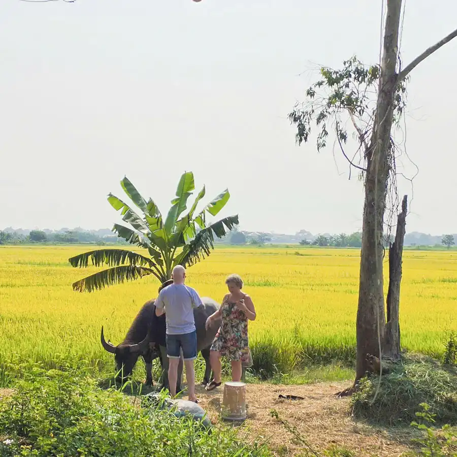 A scenic road connecting Hoi An Ancient Town to An Bang Beach